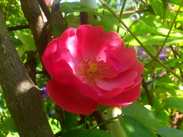 angela - TRANDAFIRI 2014