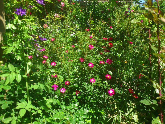 Lupo - TRANDAFIRI 2014