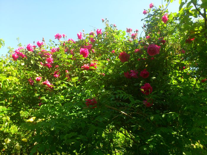 parade - TRANDAFIRI 2014