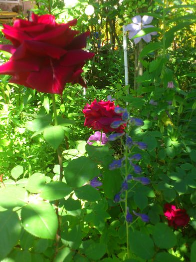 DSC_5285 - TRANDAFIRI 2014