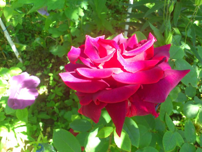 DSC_5284 - TRANDAFIRI 2014