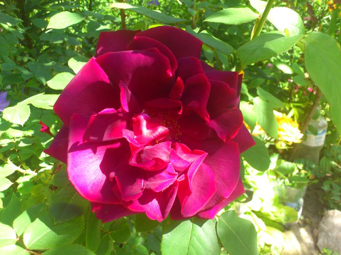 DSC_5283 - TRANDAFIRI 2014