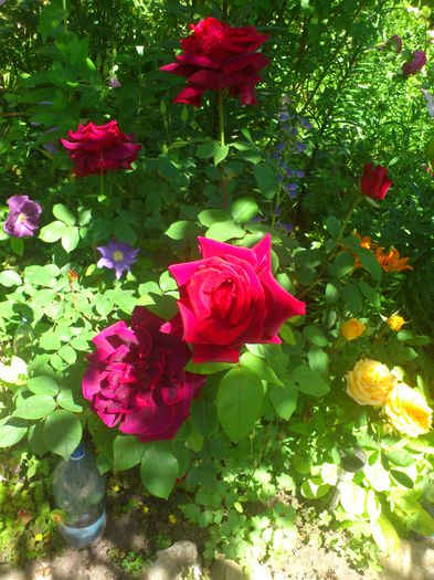 DSC_5282 - TRANDAFIRI 2014