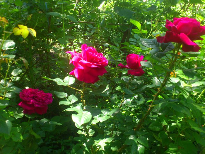 nec englezesc - TRANDAFIRI 2014