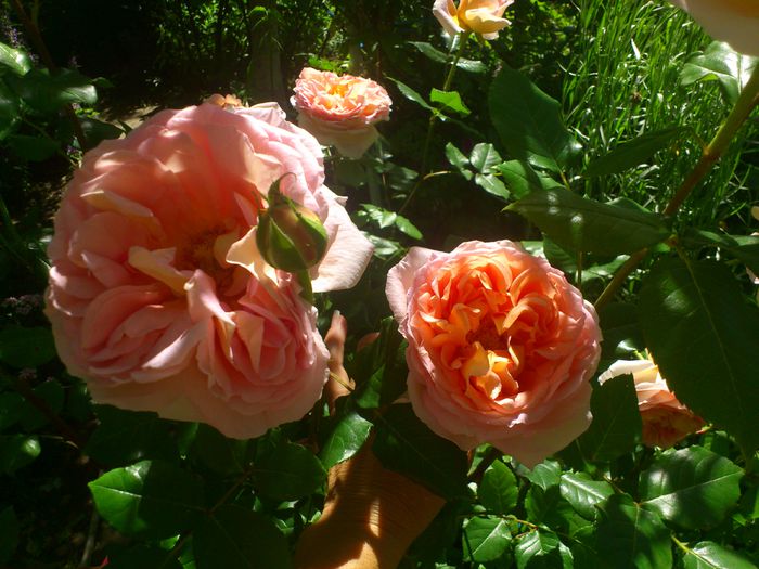 abraham darby - TRANDAFIRI 2014