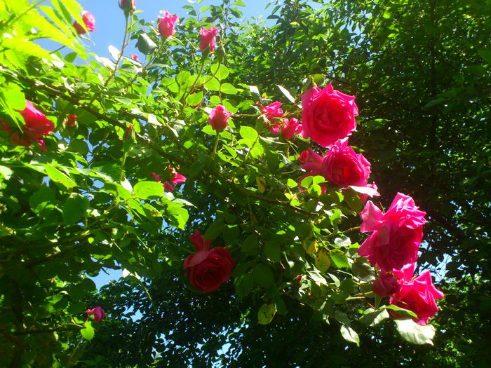 parade - TRANDAFIRI 2014