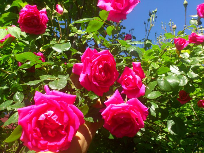 DSC_5274 - TRANDAFIRI 2014