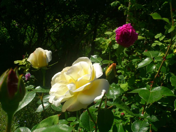 DSC_5272 - TRANDAFIRI 2014