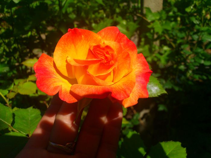 DSC_5269 - TRANDAFIRI 2014