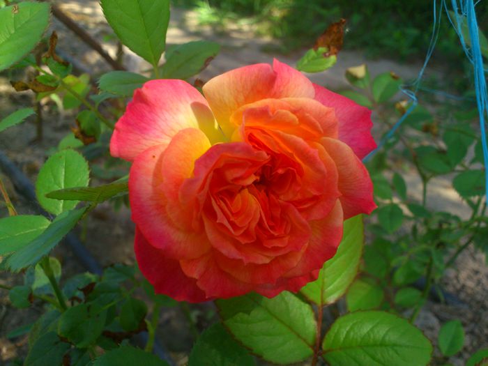 DSC_5268 - TRANDAFIRI 2014