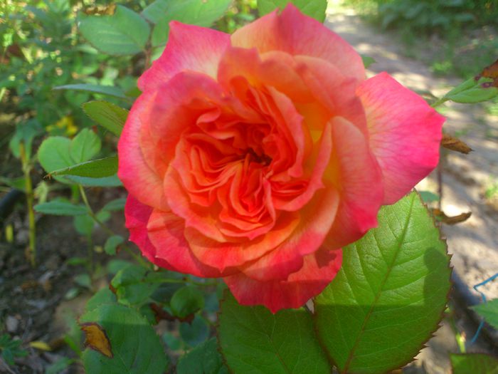 DSC_5266 - TRANDAFIRI 2014