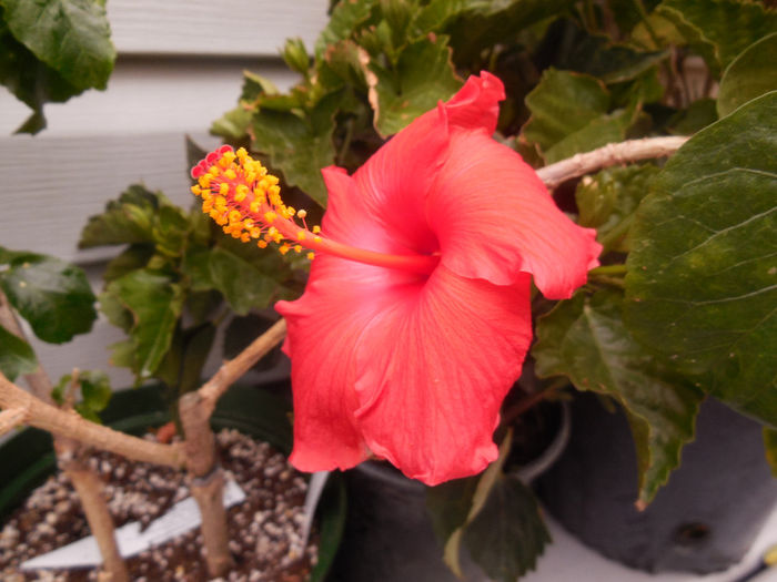 22 may 2014 - Hibiscus