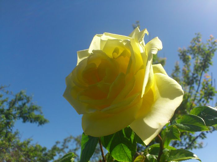 DSC_5251 - TRANDAFIRI 2014