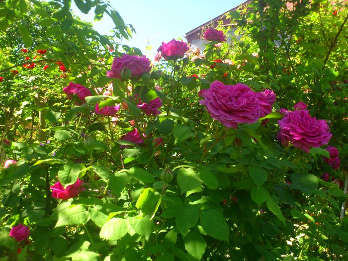 DSC_5227 - TRANDAFIRI 2014