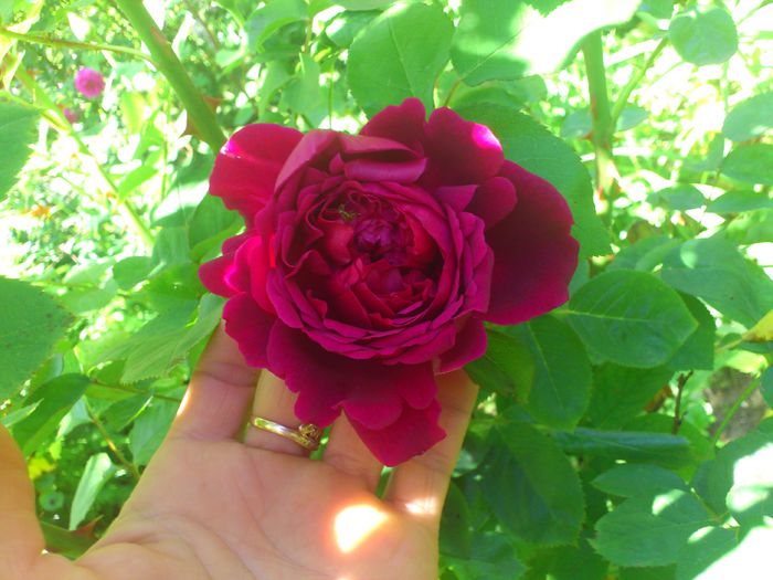 DSC_5226 - TRANDAFIRI 2014