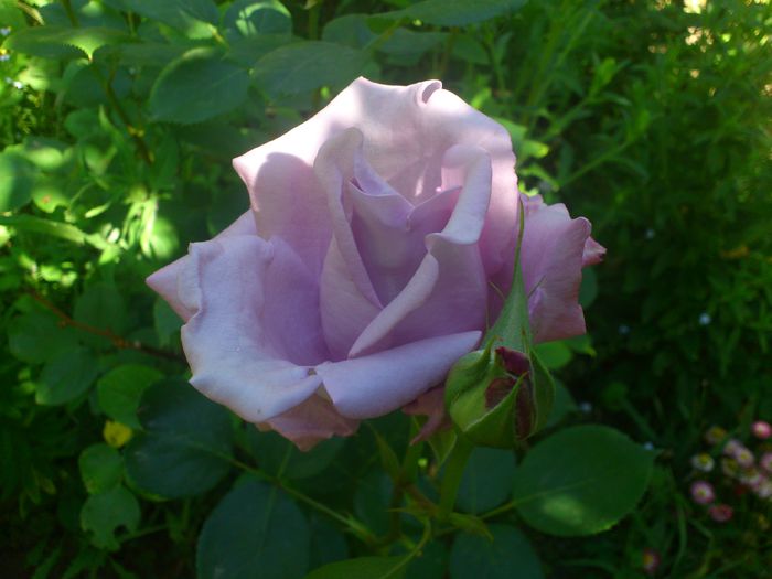 DSC_5225 - TRANDAFIRI 2014