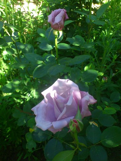 DSC_5224 - TRANDAFIRI 2014