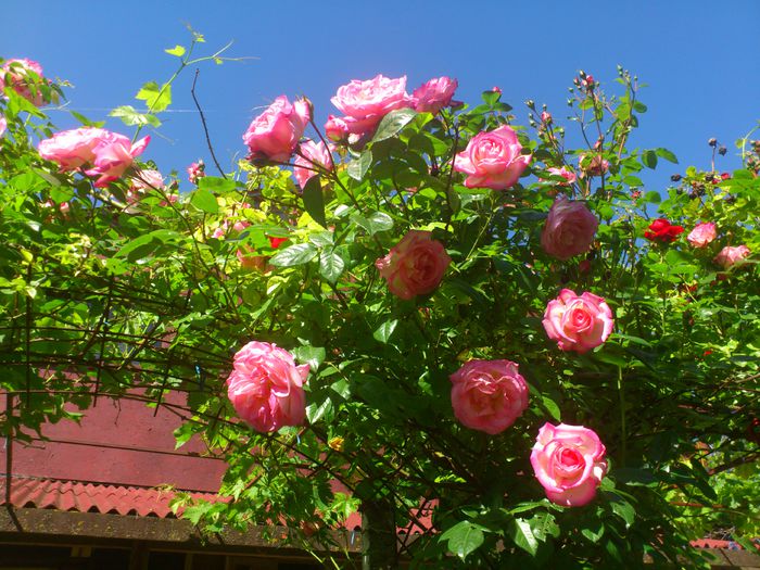 DSC_5223 - TRANDAFIRI 2014