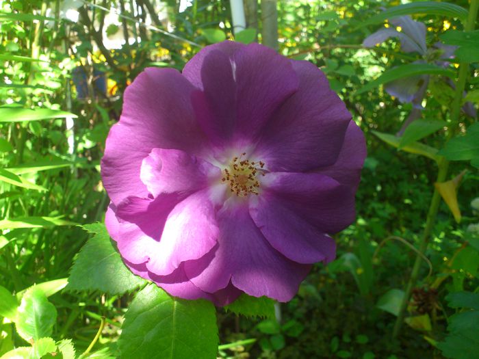 DSC_5221 - TRANDAFIRI 2014