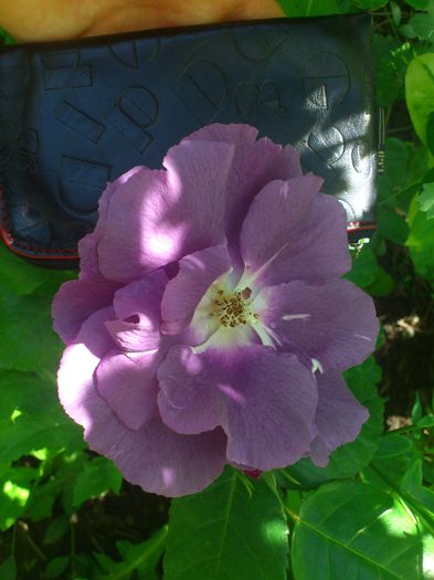 DSC_5216 - TRANDAFIRI 2014