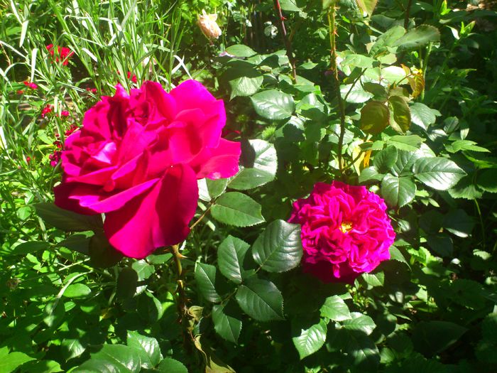 DSC_5219 - TRANDAFIRI 2014