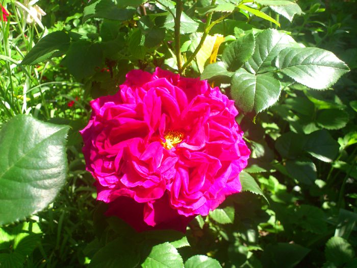 DSC_5218 - TRANDAFIRI 2014