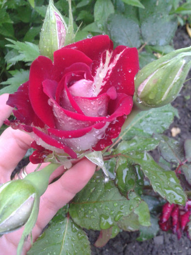 trandafir osiria - trandafiri 2014