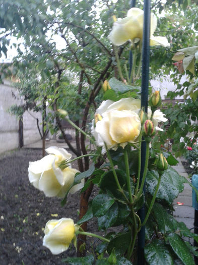 trandafir urcator galben