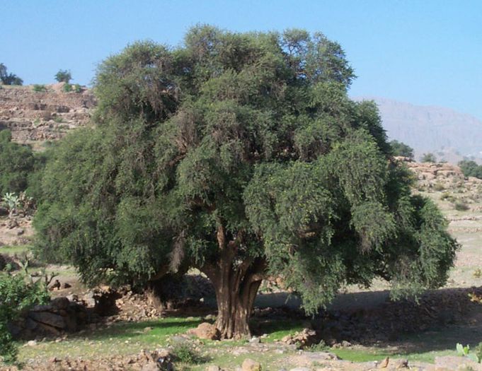 Arborele de argan sau Arganierul; (Argania Spinosa)unul dintre cei mai vechi arbori de pe planeta
