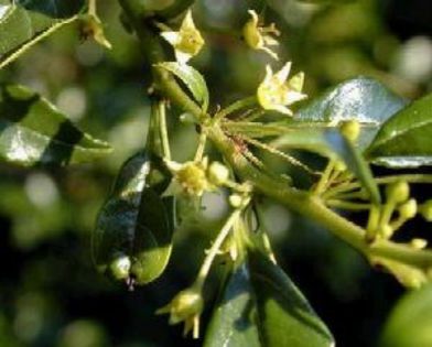 Arborele de argan; (Argania Spinosa)
