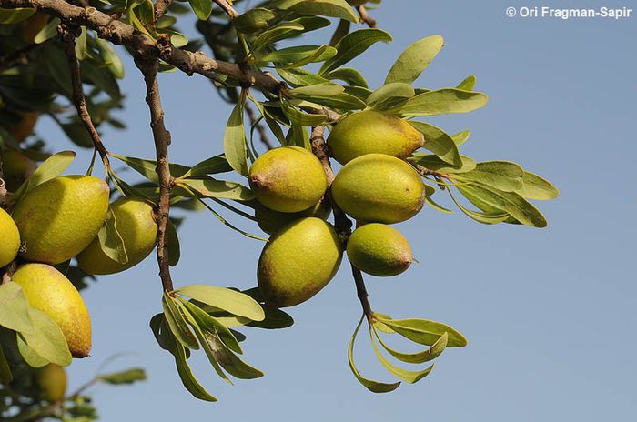 Arborele de argan; (Argania Spinosa)din 30 kg de samburi de argan se obtine 1 litru de ulei de argan
