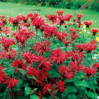 Monarda didyma red,am primit de la hapy - mi-ar placea sa am in gradina