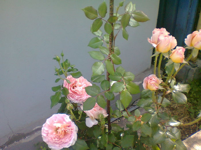 trand. servici parfumat - gradina 2014 trandafiri