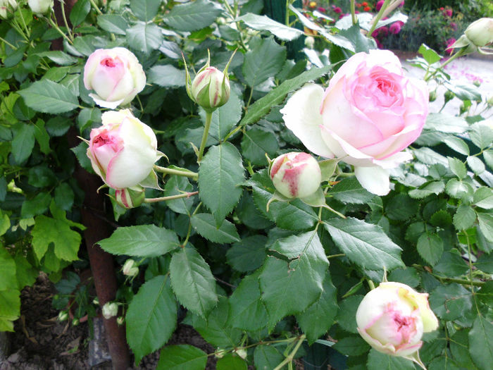 eden rose - Trandafiri si clematite 2014