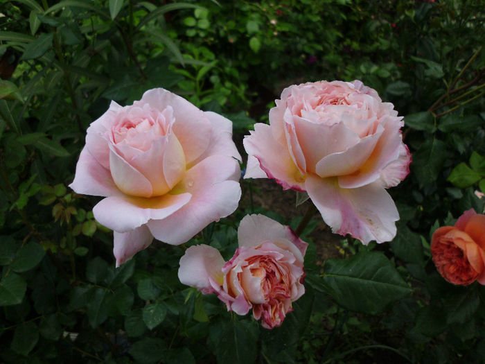 abraham darby - Trandafiri si clematite 2014