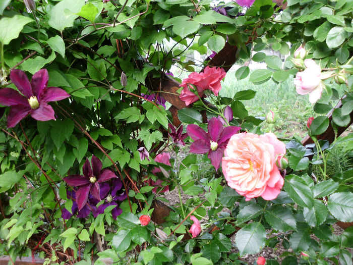 rosarium si waszawka - Trandafiri si clematite 2014