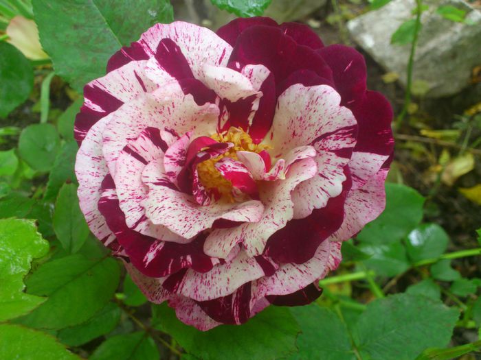 DSC_5326 - TRANDAFIRI 2014