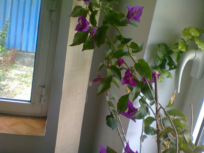 23.05.2014 - BOUGAINVILLEA