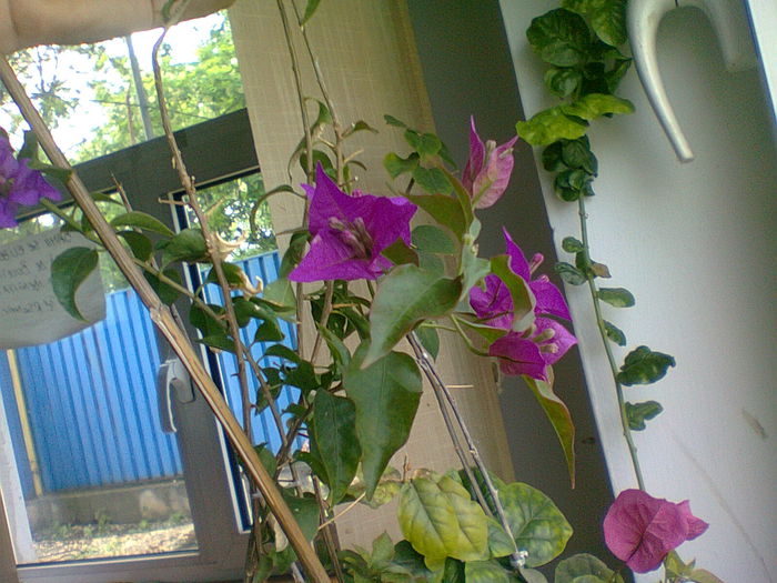 23.05.2014 - BOUGAINVILLEA