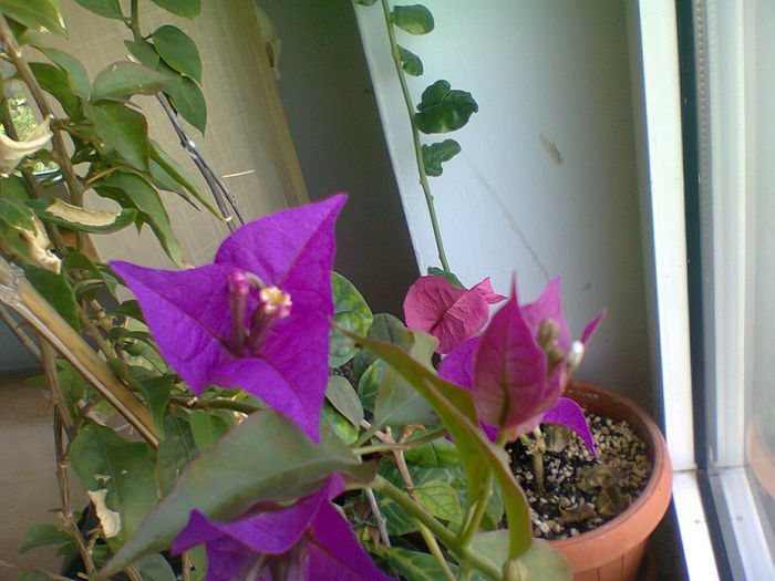 23.05.2014 - BOUGAINVILLEA