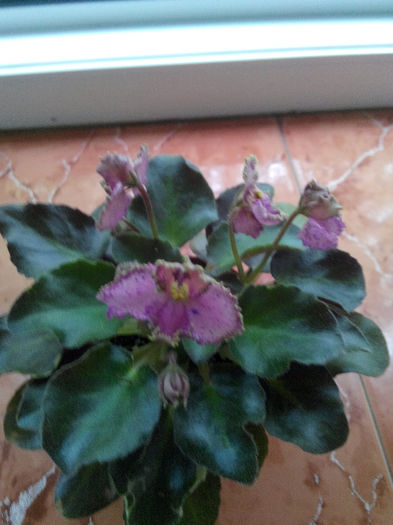 IMG_20140523_094354 - Diverse 1