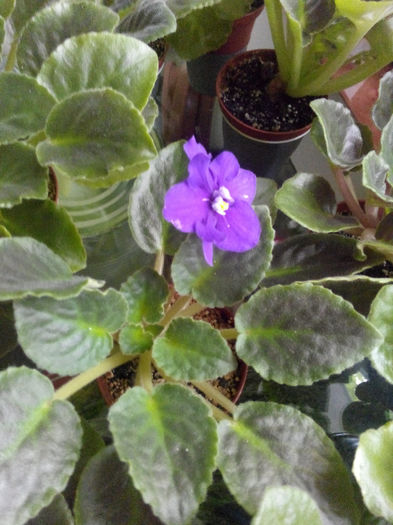 IMG_20140523_094517 - Diverse 1