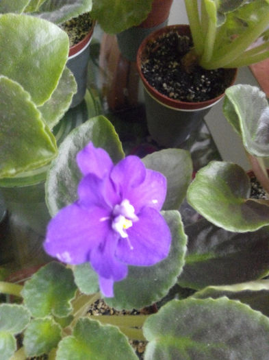 IMG_20140523_094522 - Diverse 1