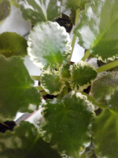 IMG_20140523_094556 - Diverse 1