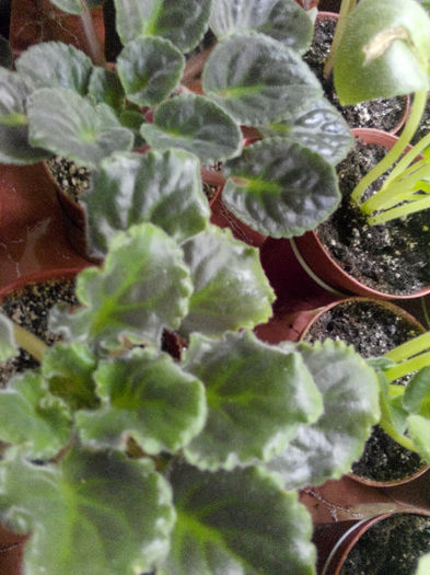 IMG_20140523_094619 - Diverse 1