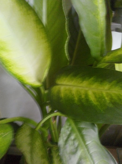 IMG_20140523_094628 - Diverse 1