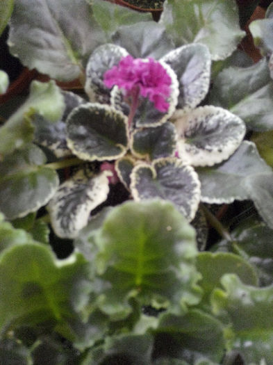 IMG_20140523_094727 - Diverse 1