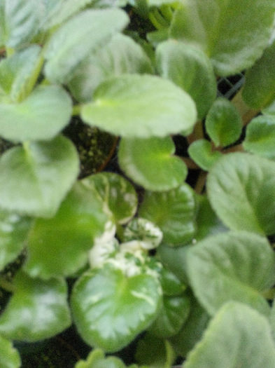 IMG_20140523_094803 - Diverse 1