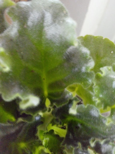 IMG_20140523_094839 - Diverse 1