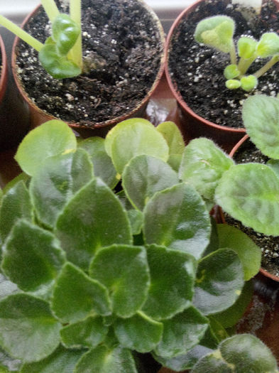 IMG_20140523_094854 - Diverse 1